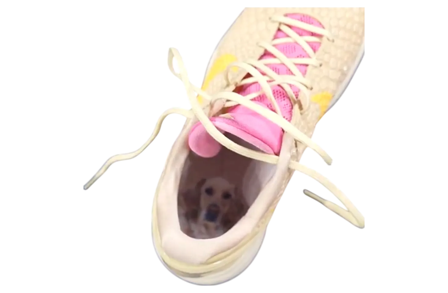 caitlin clark x nike kobe 6 bella pe 0